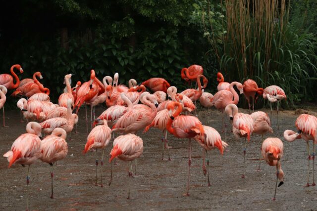 Flamingos at the Prague Zoo.