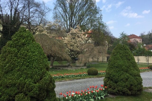 Flowers blooming in Prague in spring.